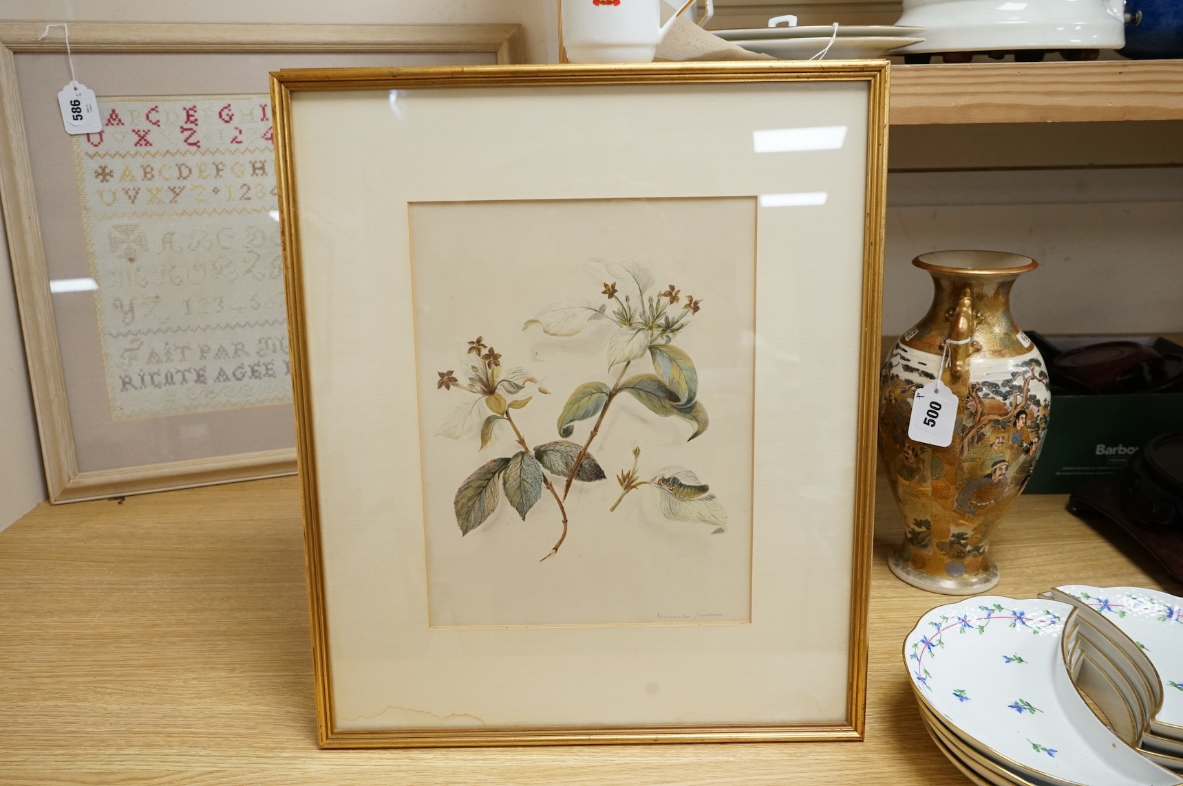 Late 19th / early 20th century school, set of eighteen watercolours, botanical studies, some with Latin pencil inscriptions, unsigned, 29 x 22cm